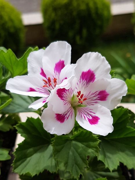 Royalty white - Muscate regale