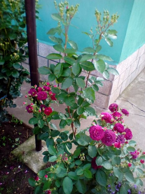 06 06 2019 - Ebb Tide