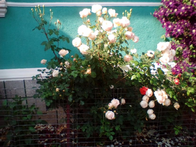 06 06 2019 - Jude the Obscure