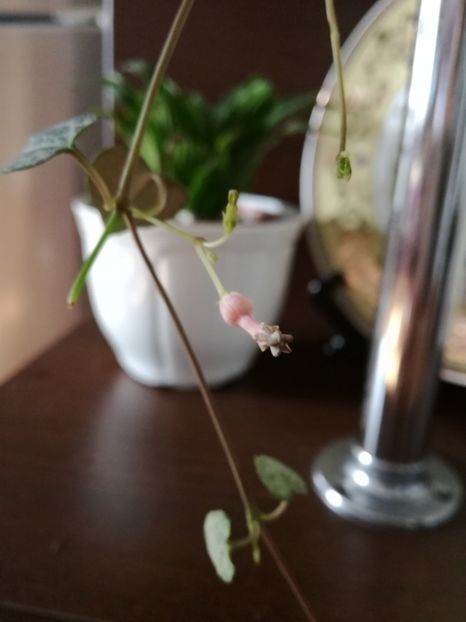 floarea de la ceropegia - achizitii 2019