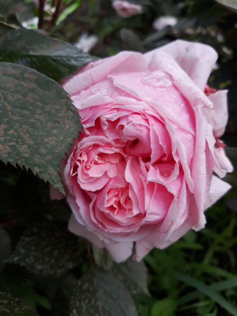  - BROTHER CADFAEL David Austin 3