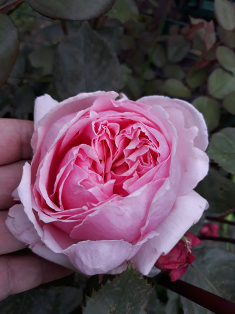  - BROTHER CADFAEL David Austin 3