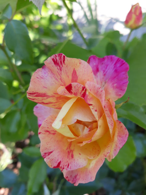  - CAMILLE PISSARO Delbard 3