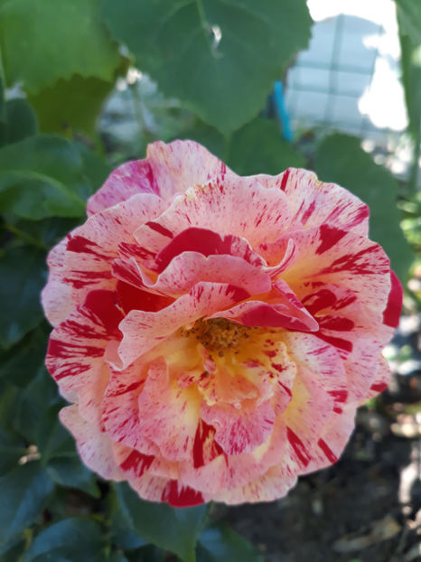  - CAMILLE PISSARO Delbard 3