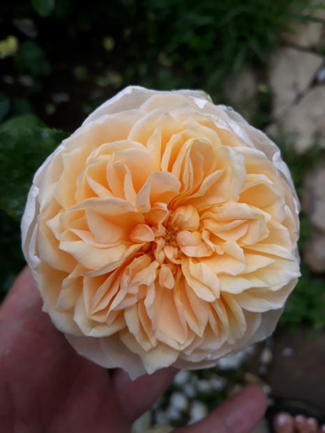  - CAROLYN KNIGHT David Austin 3