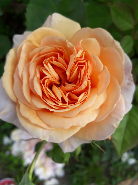  - CHARLES AUSTIN David Austin 3