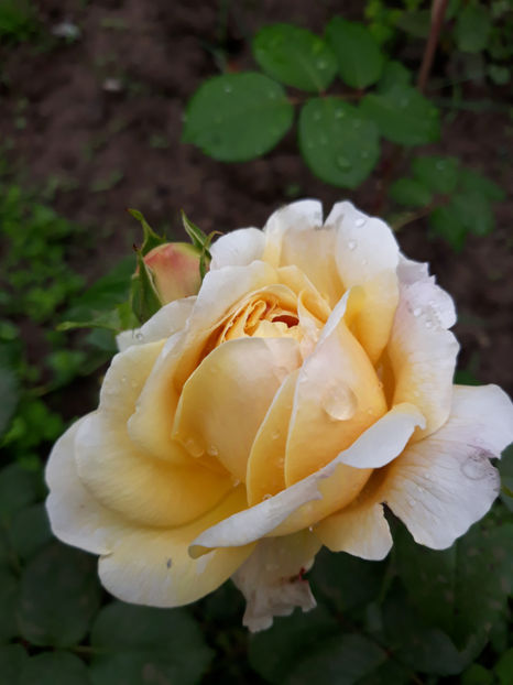  - CHARLES DARWIN David Austin 3