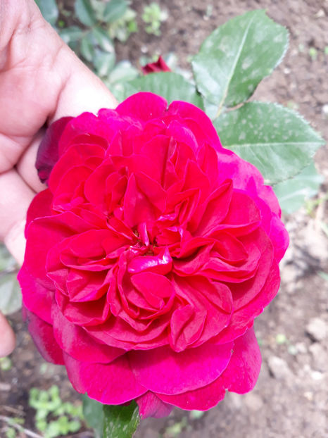  - DARCEY BUSSEL David Austin 3