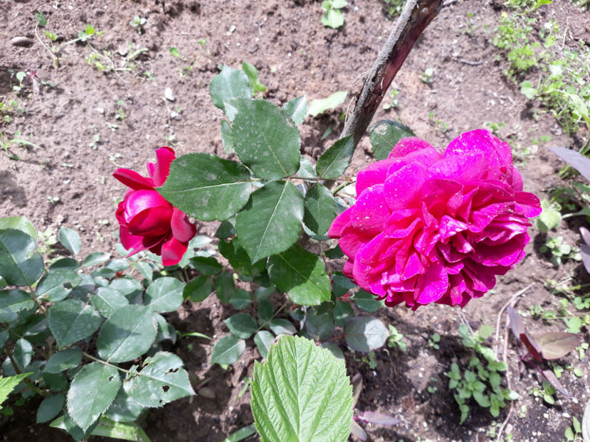  - DARCEY BUSSEL David Austin 3