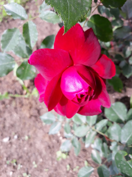  - DARCEY BUSSEL David Austin 3