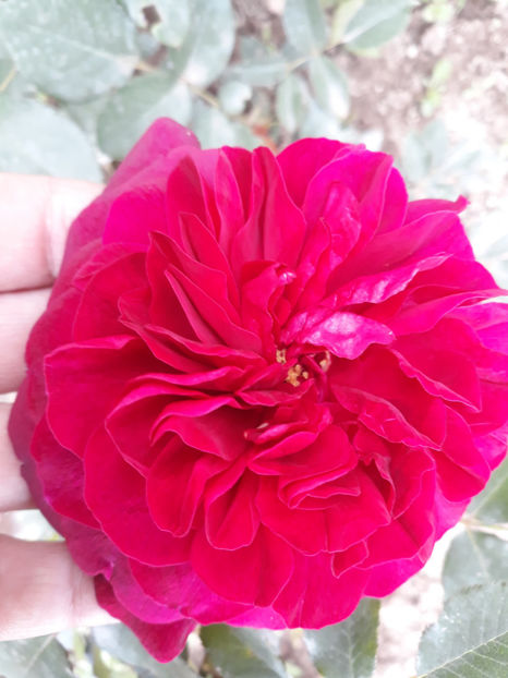  - DARCEY BUSSEL David Austin 3