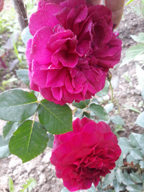  - DARCEY BUSSEL David Austin 3