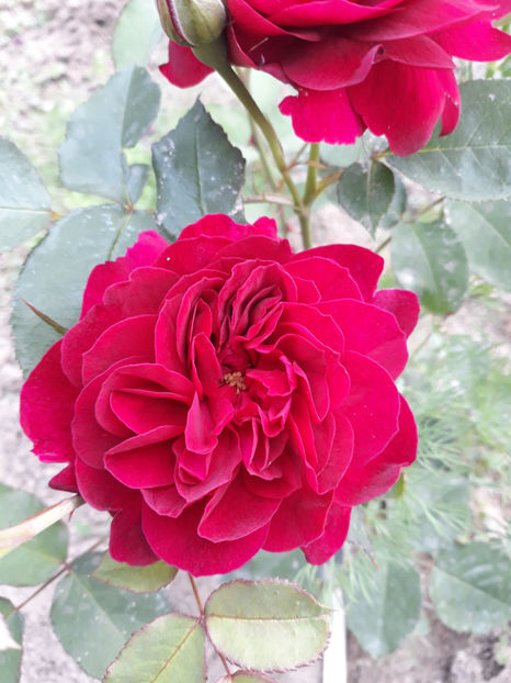  - DARCEY BUSSEL David Austin 3