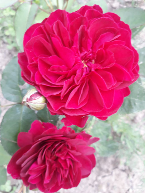  - DARCEY BUSSEL David Austin 3