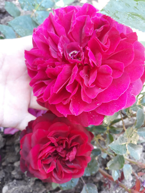  - DARCEY BUSSEL David Austin 3