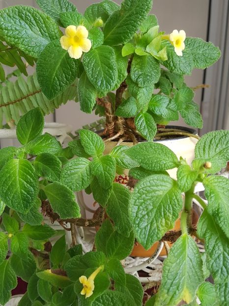 Episcia Tropical Topaz - Alte plante de interior