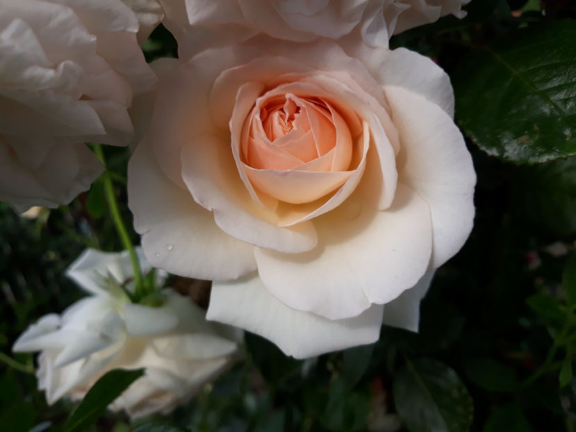  - PENNY LANE urcator 2