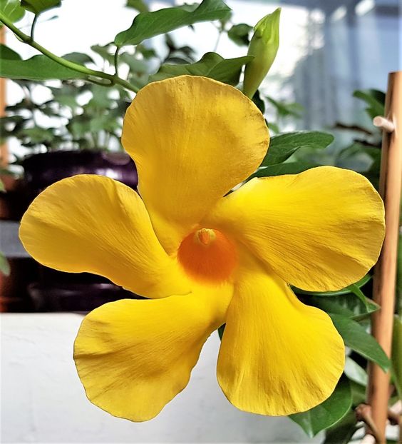  - x Alte plante cu flori