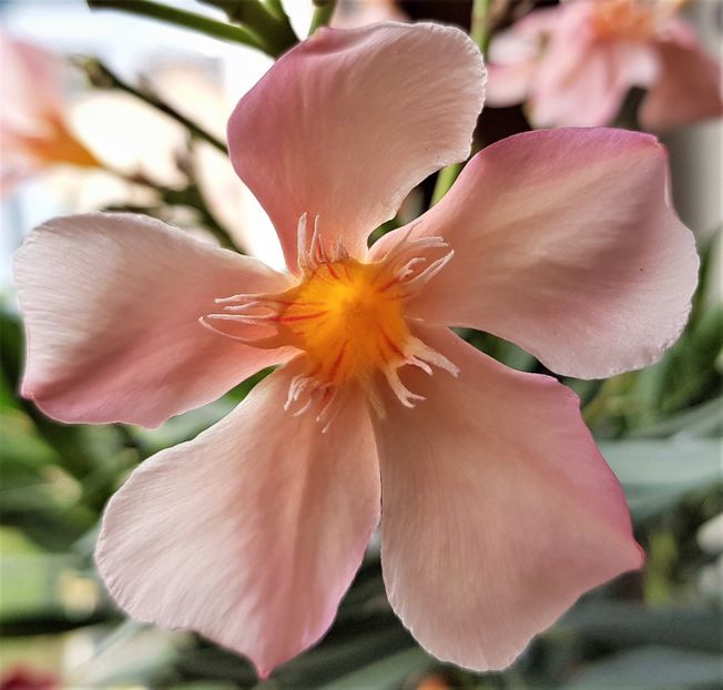  - x Alte plante cu flori