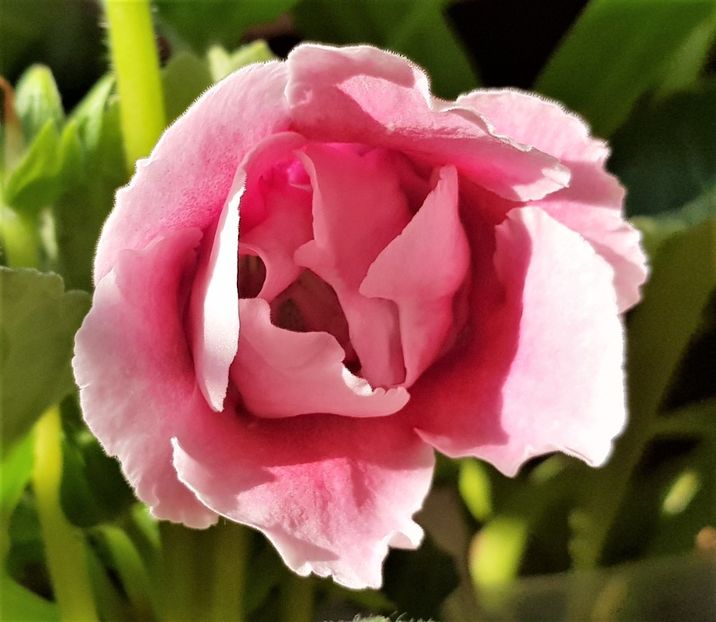  - Gloxinia