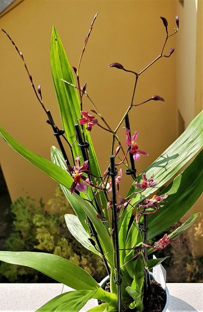 Katrin Zoch - Oncidium