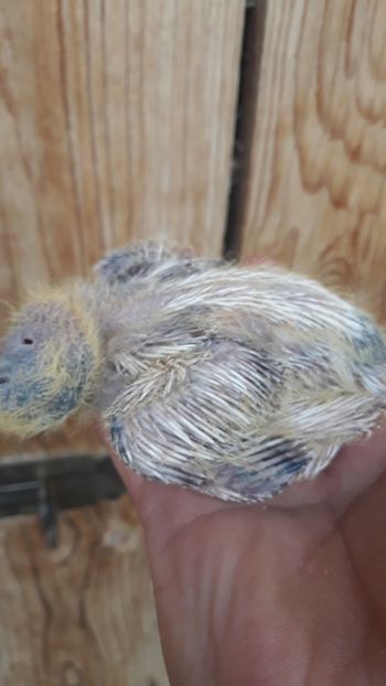 A fost din almundul - ALBUM DE PRIVIT