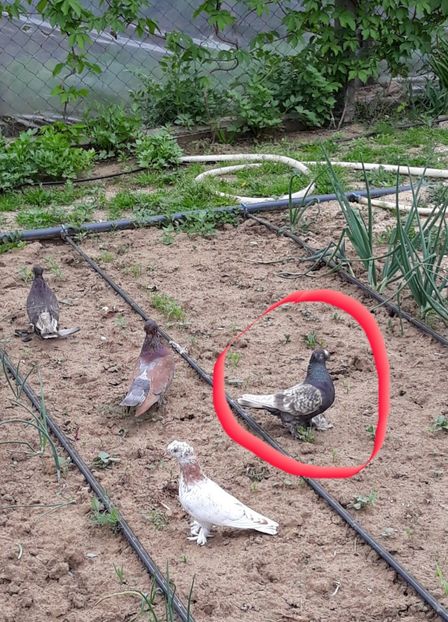 Femela la solzat - ALBUM DE PRIVIT