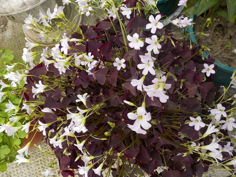  - oxalis triangularis
