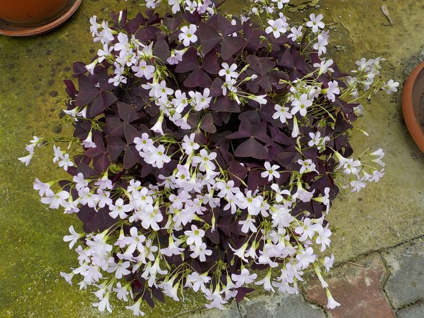  - oxalis triangularis
