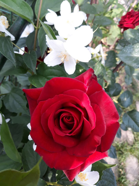  - BLACK MAGIC Tantau 2