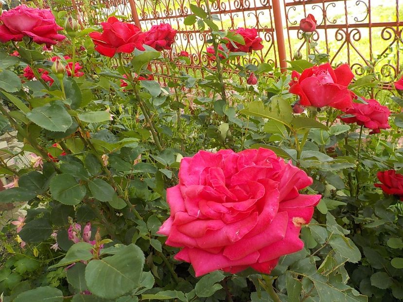  - Trandafiri in gradina mea