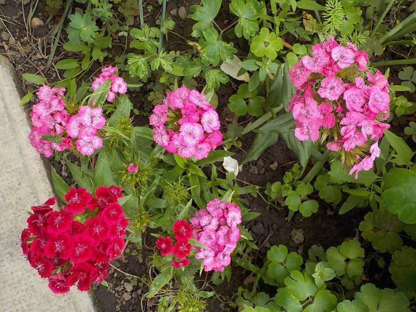  - dianthus