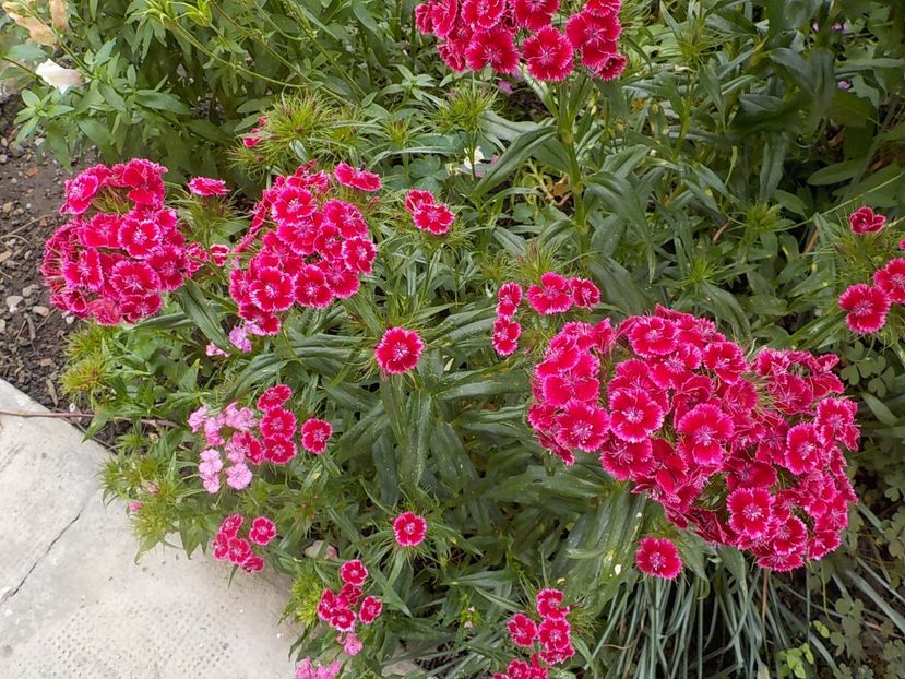 - dianthus