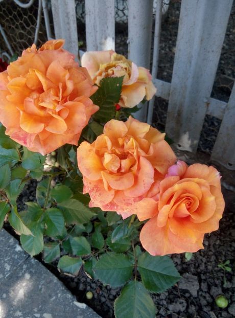  - diverse flori 2019