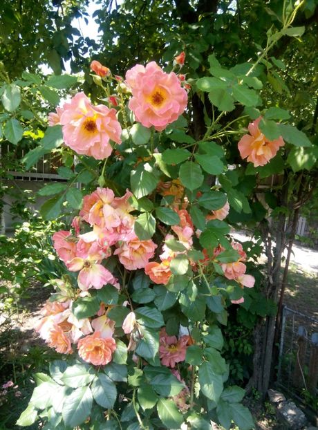  - diverse flori 2019