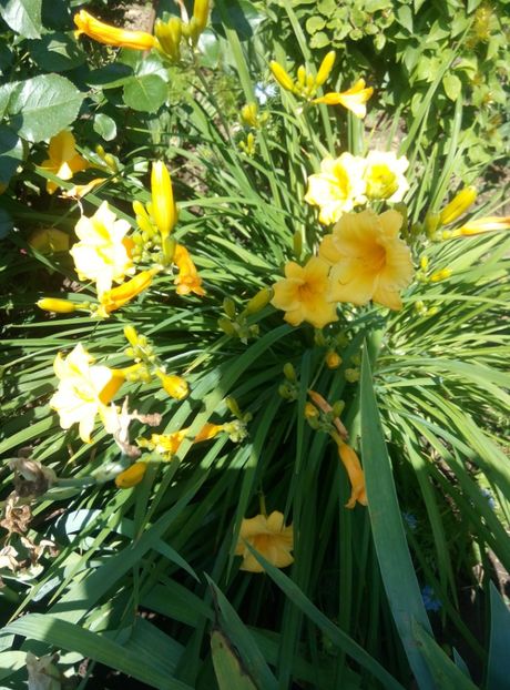  - diverse flori 2019