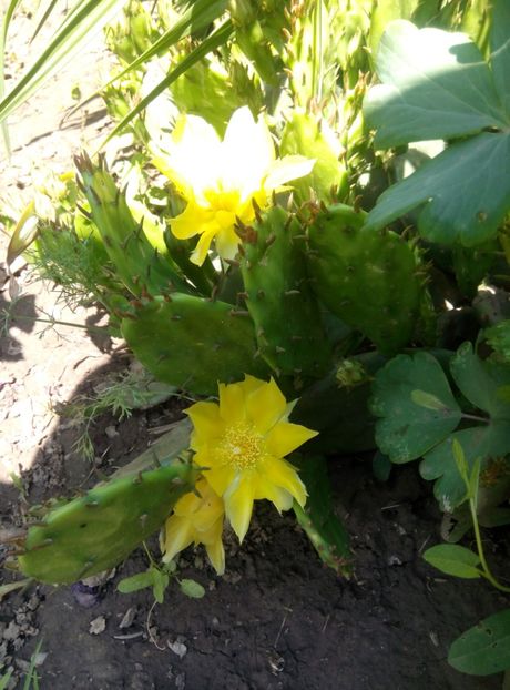  - diverse flori 2019