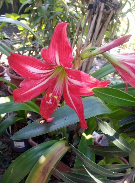  - diverse flori 2019