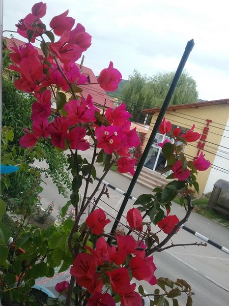  - Bougainvillea