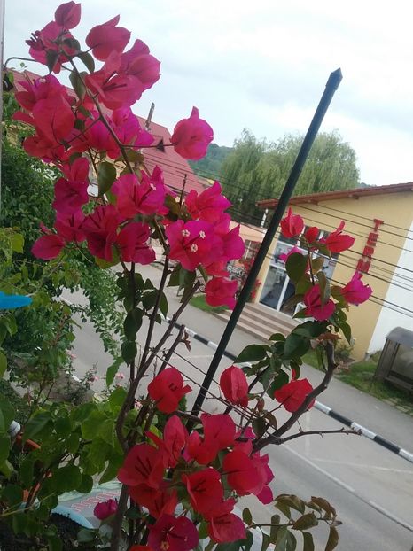  - Bougainvillea