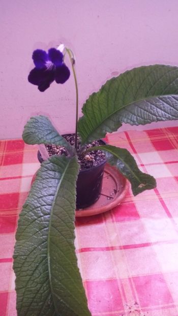 purple velvet - streptocarpus