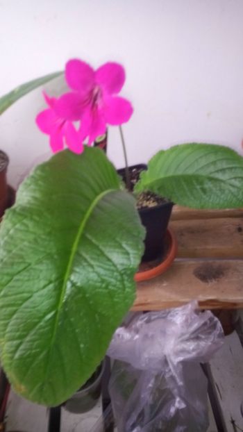 Ruby - streptocarpus