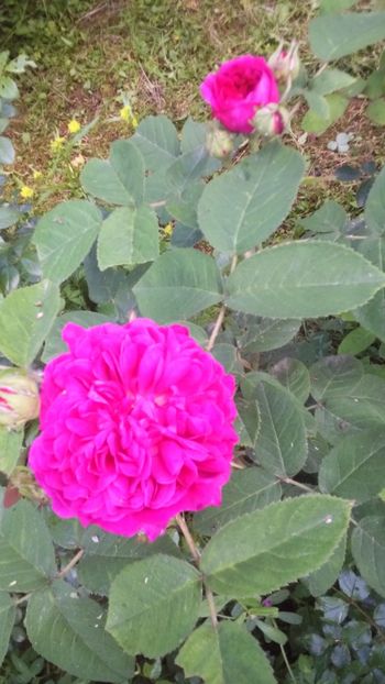 Rose de resht - Trandafiri 2019