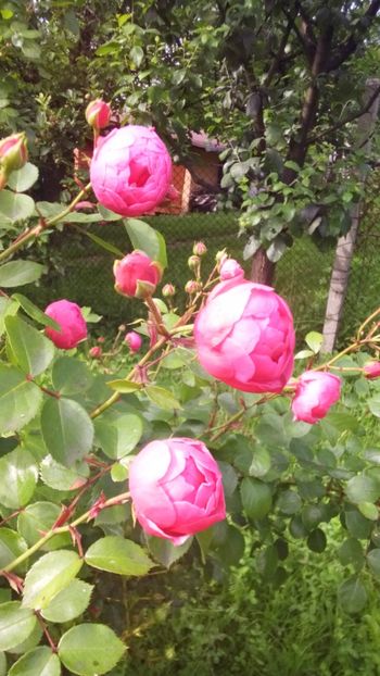 Pomponella - Trandafiri 2019