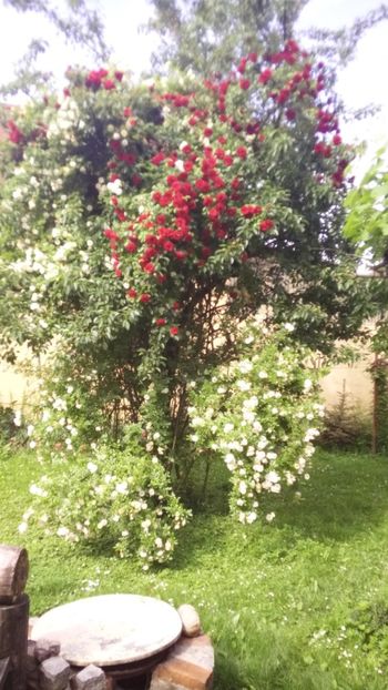 Pomul cu trandafiri   Amadeus si Gislaine de feligonde - Trandafiri 2019