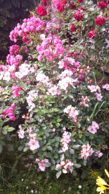 Angela, astronomia, Don Juan - Trandafiri 2019