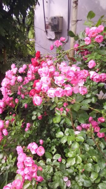 Angela - Trandafiri 2019