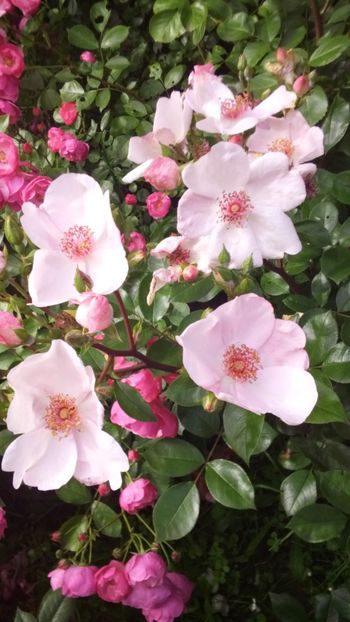 Astronomia - Trandafiri 2019