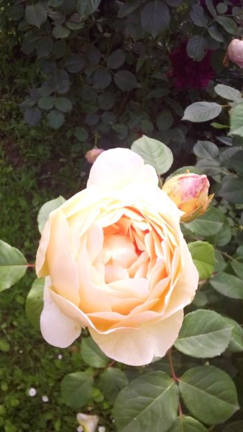 Jude the obscure - Trandafiri 2019