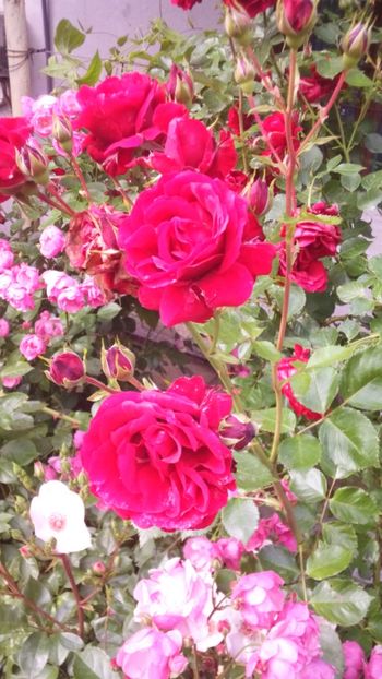 Don Juan - Trandafiri 2019